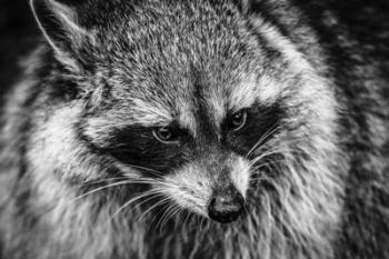 The Raccoon - Black & White | Obraz na stenu