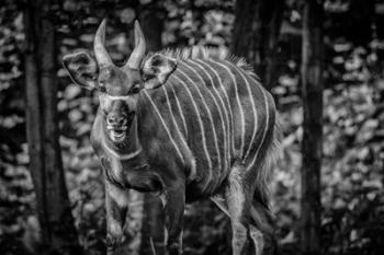 The Deer II - Black & White | Obraz na stenu