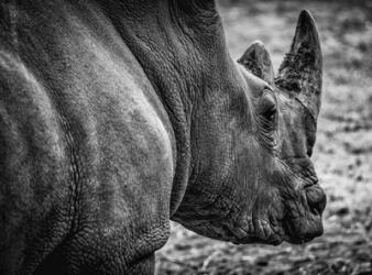 Rhino - Black & White | Obraz na stenu