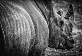 Rhino II - Black & White | Obraz na stenu