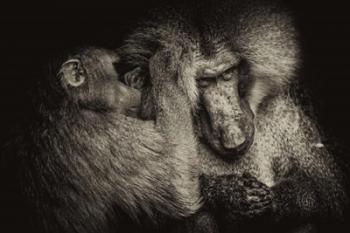 Baboon II Sepia | Obraz na stenu