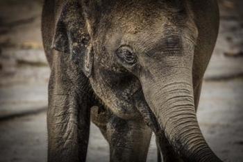 Young Elephant | Obraz na stenu