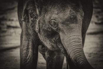 Young Elephant sepia | Obraz na stenu