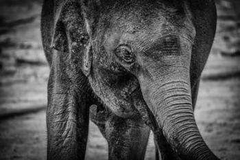 Young Elephant Black & White | Obraz na stenu