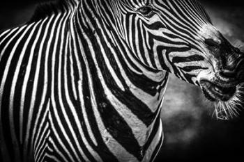 Zebra Black & White | Obraz na stenu