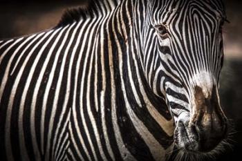 Zebra II | Obraz na stenu