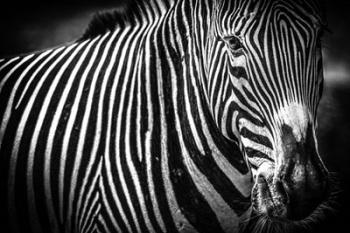 Zebra II Black & White | Obraz na stenu