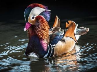 Mandarin Duck | Obraz na stenu