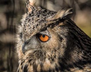 Owl Close Up II | Obraz na stenu