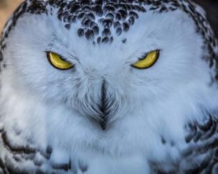 Evil Owl II | Obraz na stenu