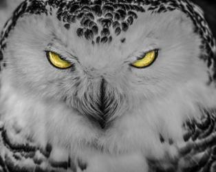 Evil Owl II Black & White | Obraz na stenu