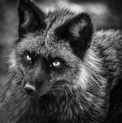 Silver Fox Black & White | Obraz na stenu