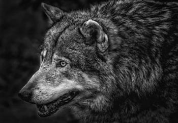 Lone Wolf - Black & White | Obraz na stenu