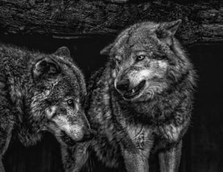 Wolfpack Black & White | Obraz na stenu