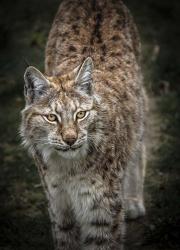 Young Lynx Looking Up | Obraz na stenu