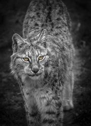 Young Lynx Looking Up - Black & White | Obraz na stenu
