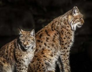 Two Lynxes | Obraz na stenu