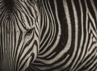 Zebra Sepia | Obraz na stenu