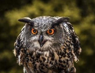 Red Eyed Owl | Obraz na stenu