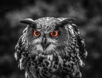 Red Eyed Owl - Black & White | Obraz na stenu