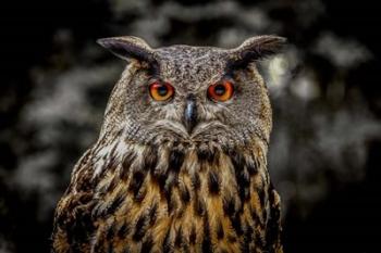 Oehoe Owl | Obraz na stenu