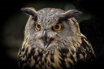 Red Eyed Owl Close Up | Obraz na stenu