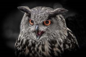 Red Eyed Owl Close Up  - Black & White | Obraz na stenu