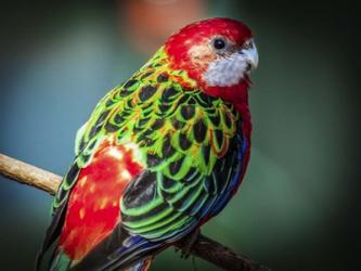 Colorfull Bird | Obraz na stenu