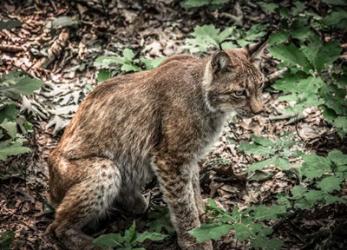 The Lynx | Obraz na stenu