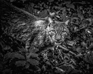 The Lynx Looking Up - Black & White | Obraz na stenu