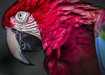 Ara Parrot Close Up II | Obraz na stenu