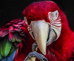 Ara Parrot  III | Obraz na stenu