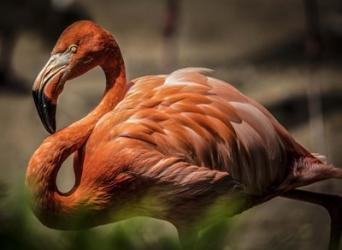 Flamingo | Obraz na stenu