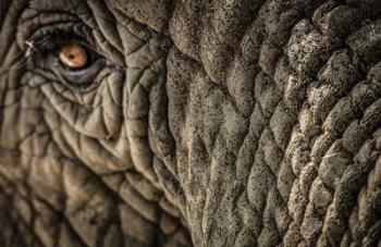 Elephant Close Up | Obraz na stenu
