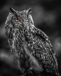 Wise Owl 2  Black & White | Obraz na stenu