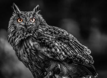 Wise Owl 3 Black & White | Obraz na stenu