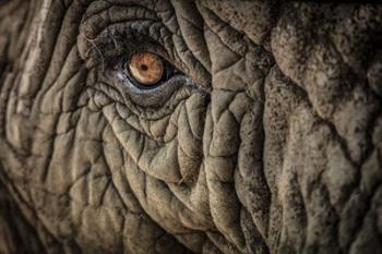 Elephant Close Up II | Obraz na stenu