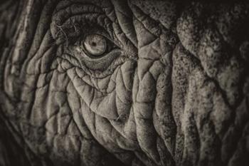 Elephant Close Up II Sepia | Obraz na stenu