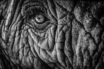 Elephant Close Up II - Black & White | Obraz na stenu