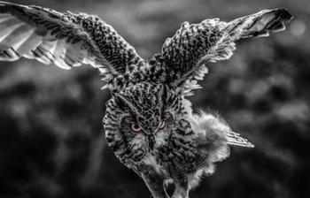 Wise Owl 4 Black & White | Obraz na stenu