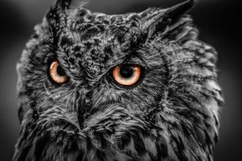 Wise Owl 5 Black & White | Obraz na stenu