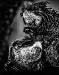 Little Cute Monkeys Black & White | Obraz na stenu