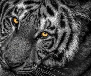 Tiger Close Up Black & White | Obraz na stenu