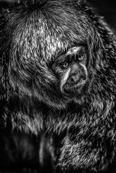Little Monkey 4 Black & White | Obraz na stenu