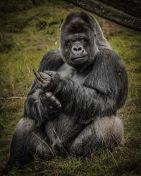 The Male Gorilla Black | Obraz na stenu