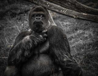 The Male Gorilla 2 Black | Obraz na stenu