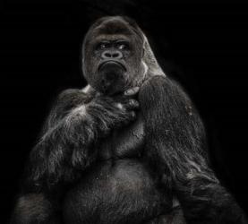 The Male Gorilla 2 Black | Obraz na stenu