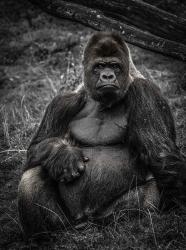 The Male Gorilla 3 | Obraz na stenu