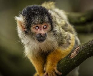 Cute Monkey IV | Obraz na stenu