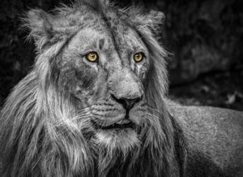 The Lion - Black & White | Obraz na stenu